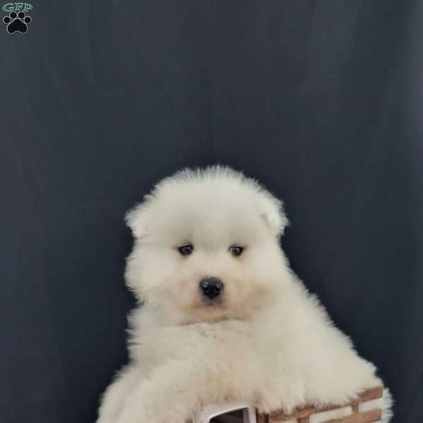 Dex, Samoyed Puppy